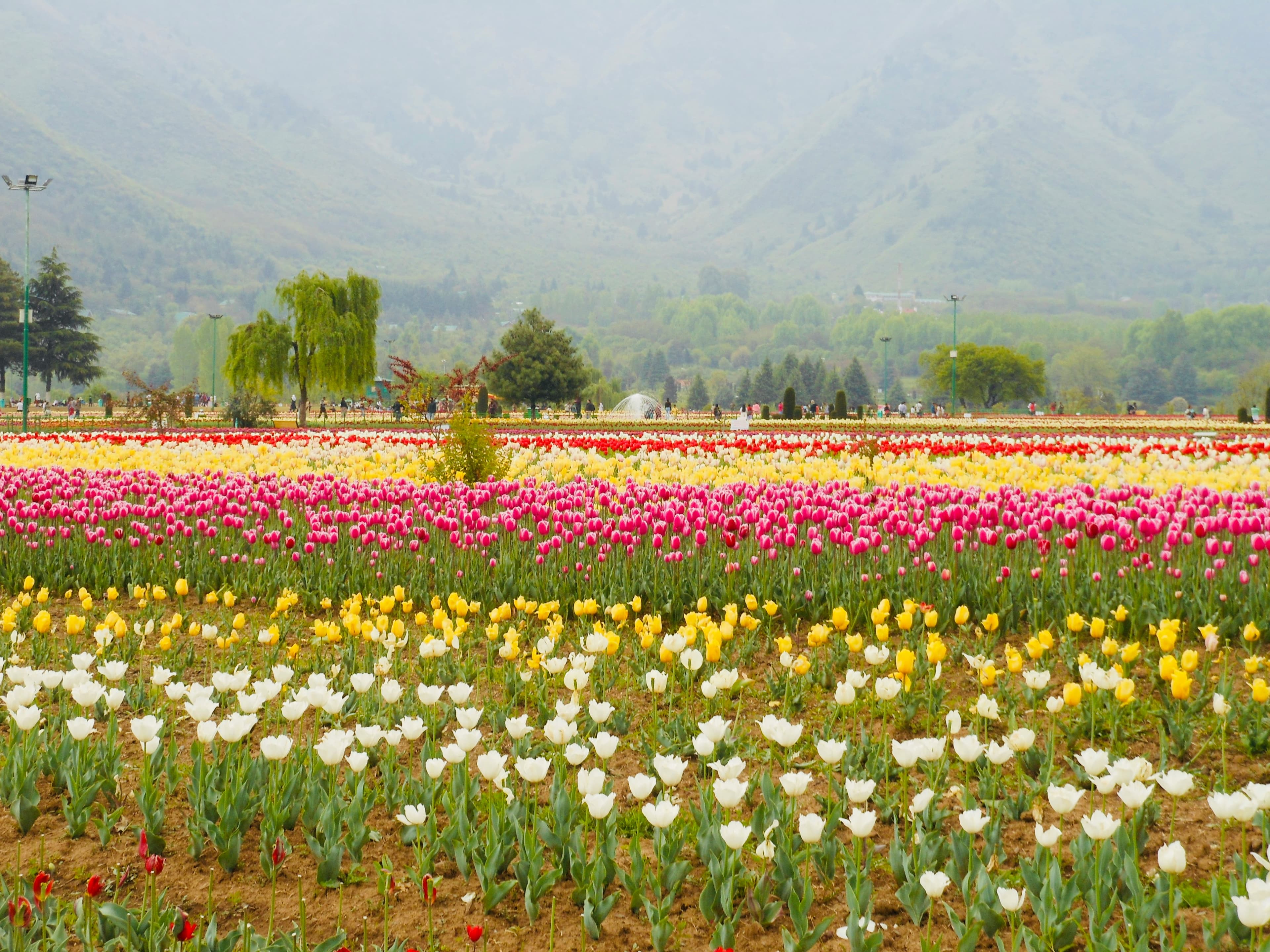 Indira Gandhi Tulip Garden